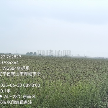水飞蓟