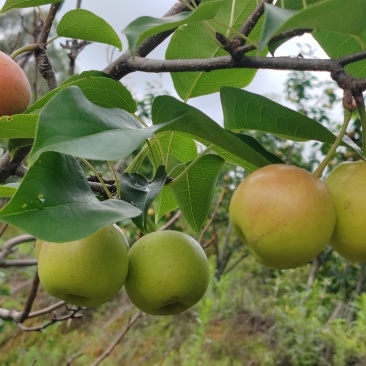丁香梨