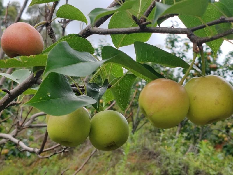 丁香梨