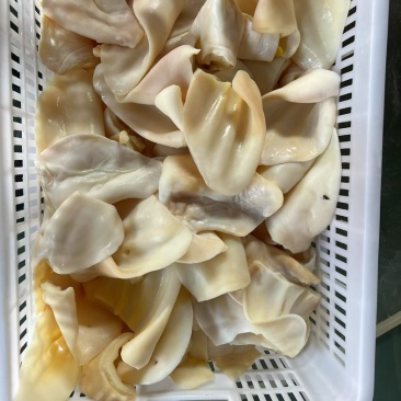 牛耳片