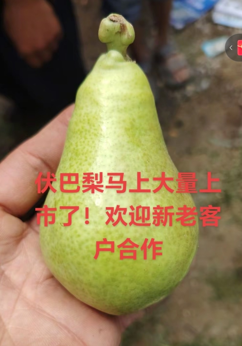 伏茄梨，伏巴梨，伏洋梨