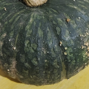 板栗南瓜