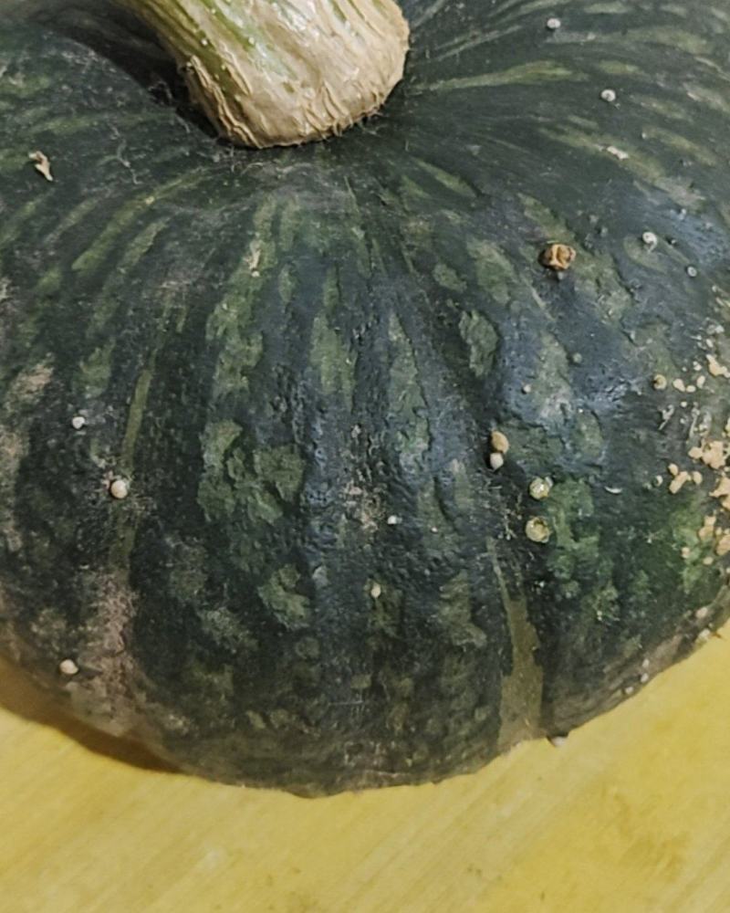板栗南瓜