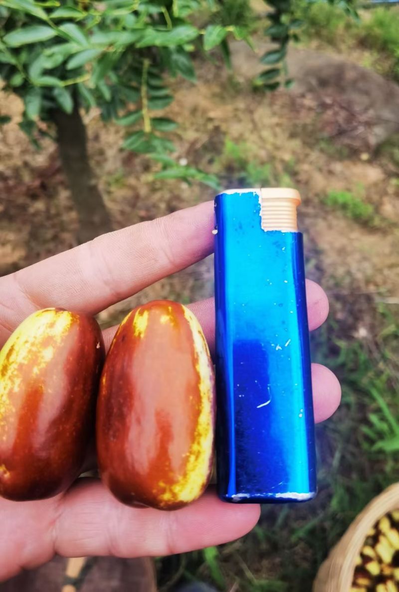 罗江贵妃枣