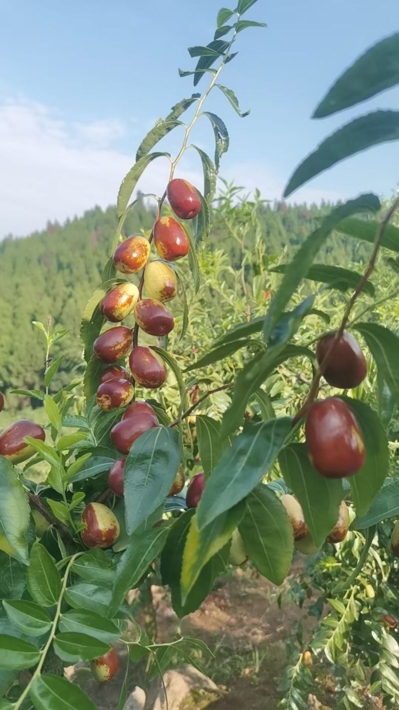 罗江贵妃枣
