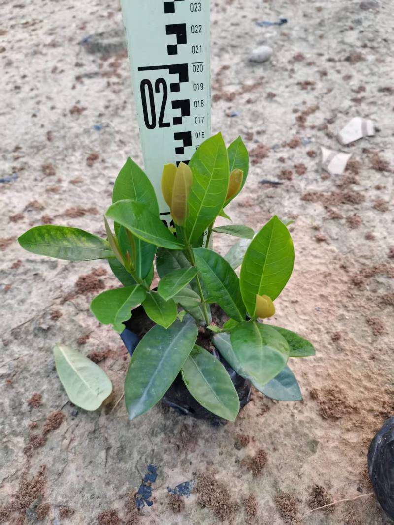 新加坡龙船花