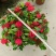 新加坡龙船花