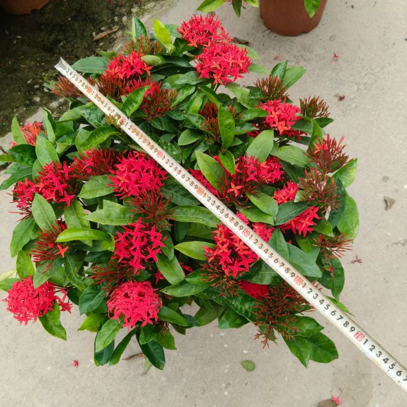 新加坡龙船花