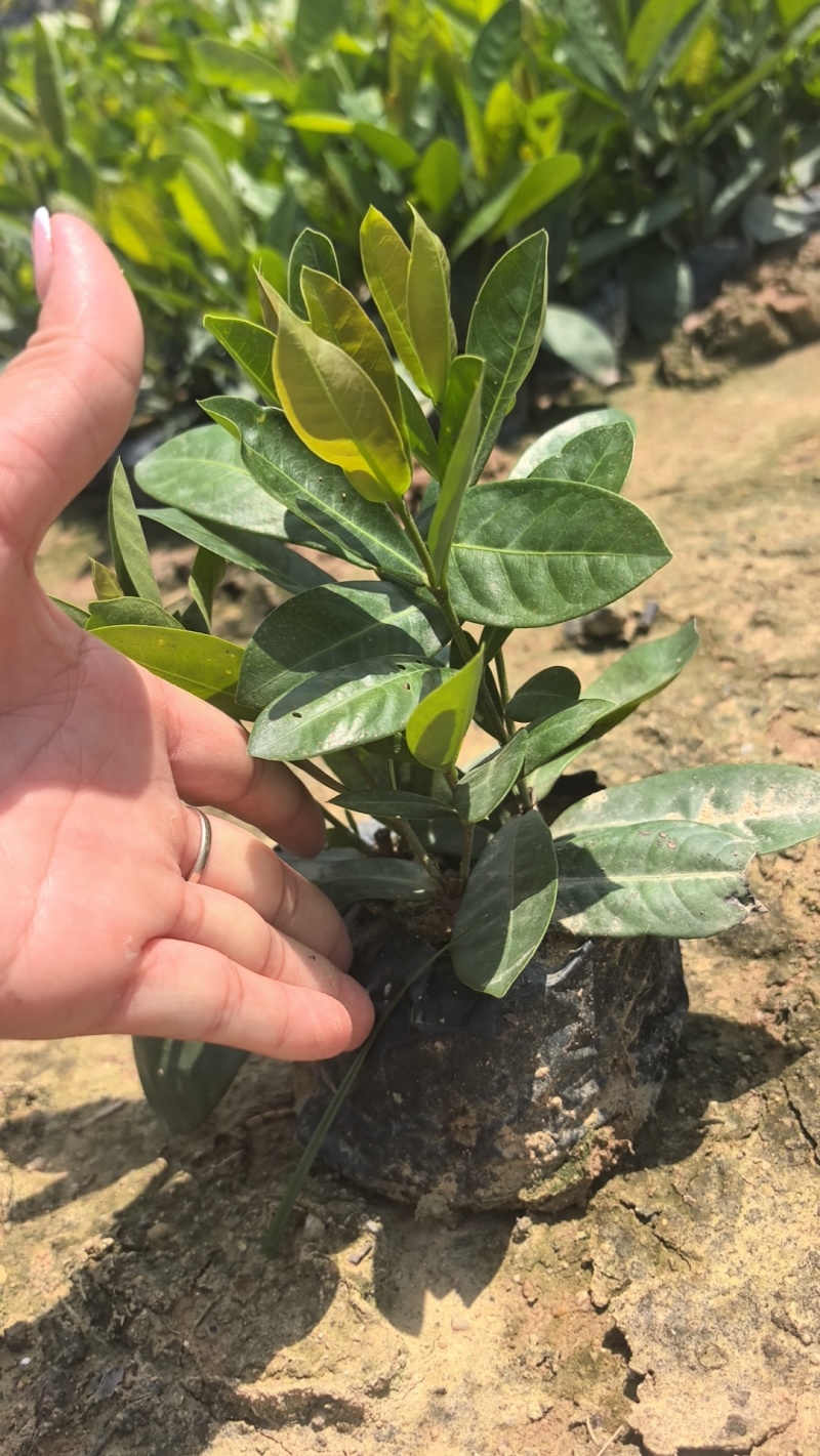 新加坡龙船花