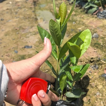 新加坡龙船花