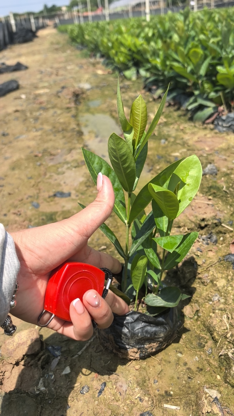 新加坡龙船花