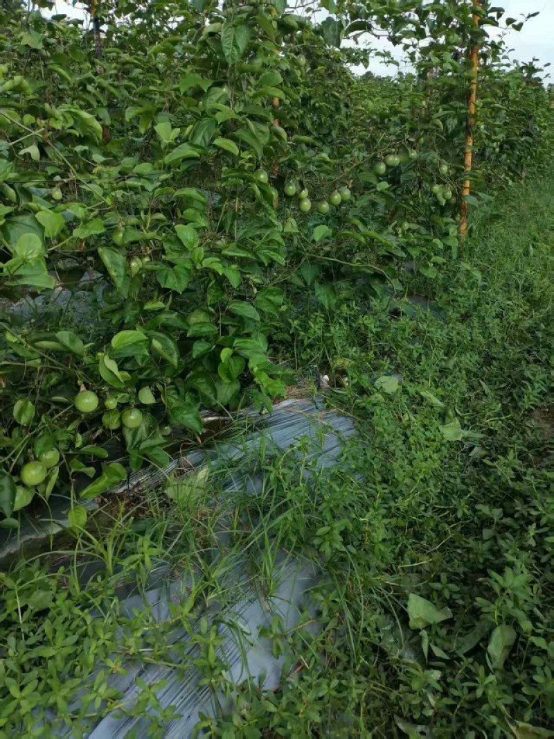 自己种的百香果