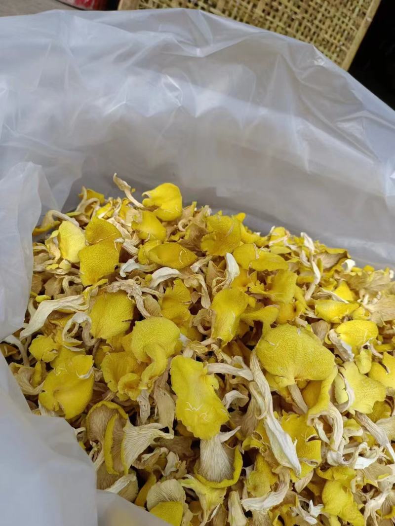 云南鸡油菌干品