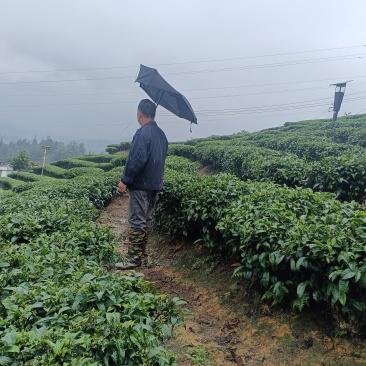 三江茶叶
