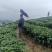 三江茶叶