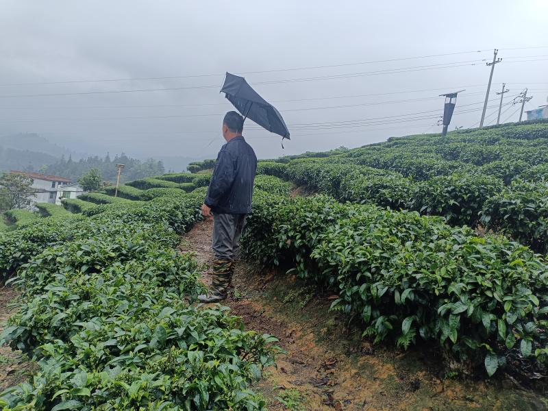 三江茶叶