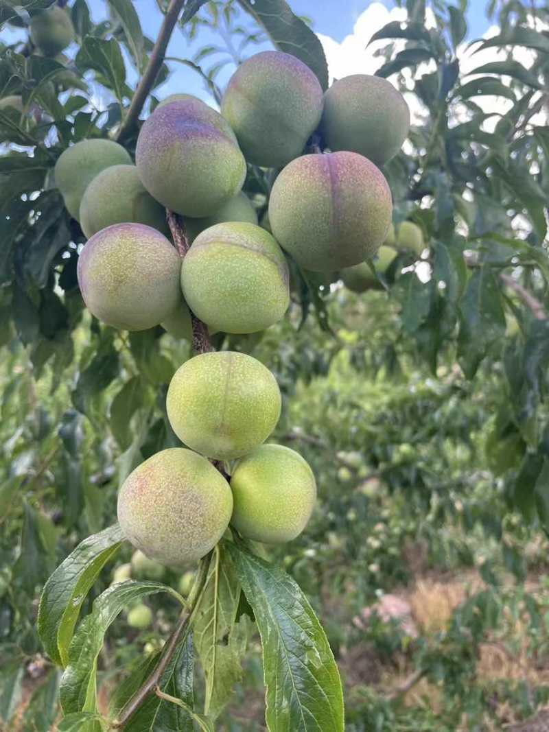 汉源半边红李子大量上市了。有需要的可以联系。