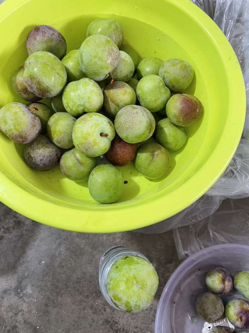 汉源半边红李子大量上市了。有需要的可以联系。
