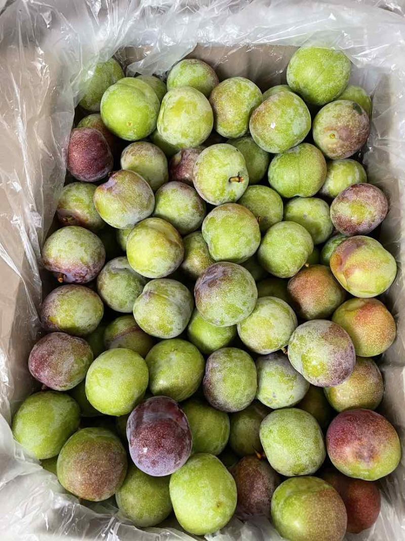 汉源半边红李子大量上市了。有需要的可以联系。
