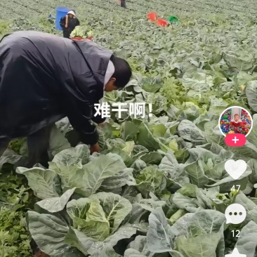 牛心甘蓝