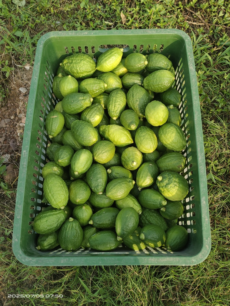 广东香水柠檬