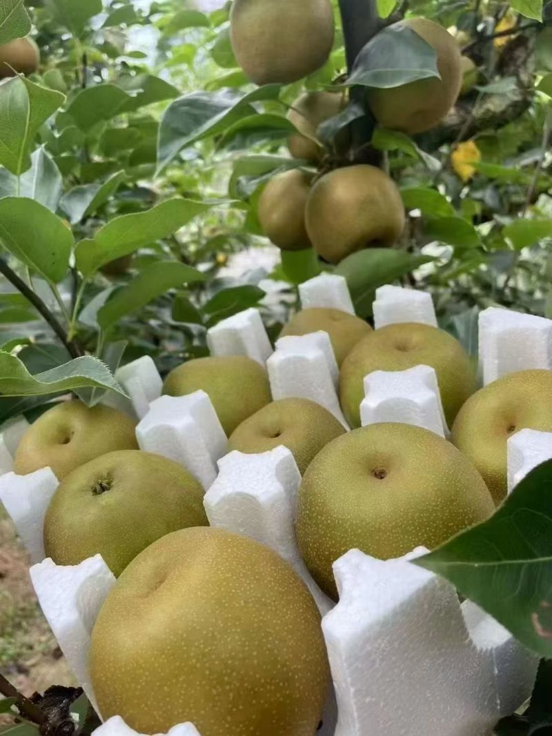 建宁翠冠梨