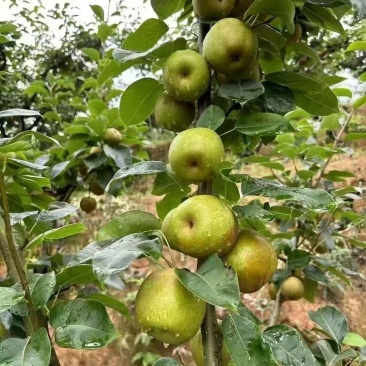 建宁翠冠梨