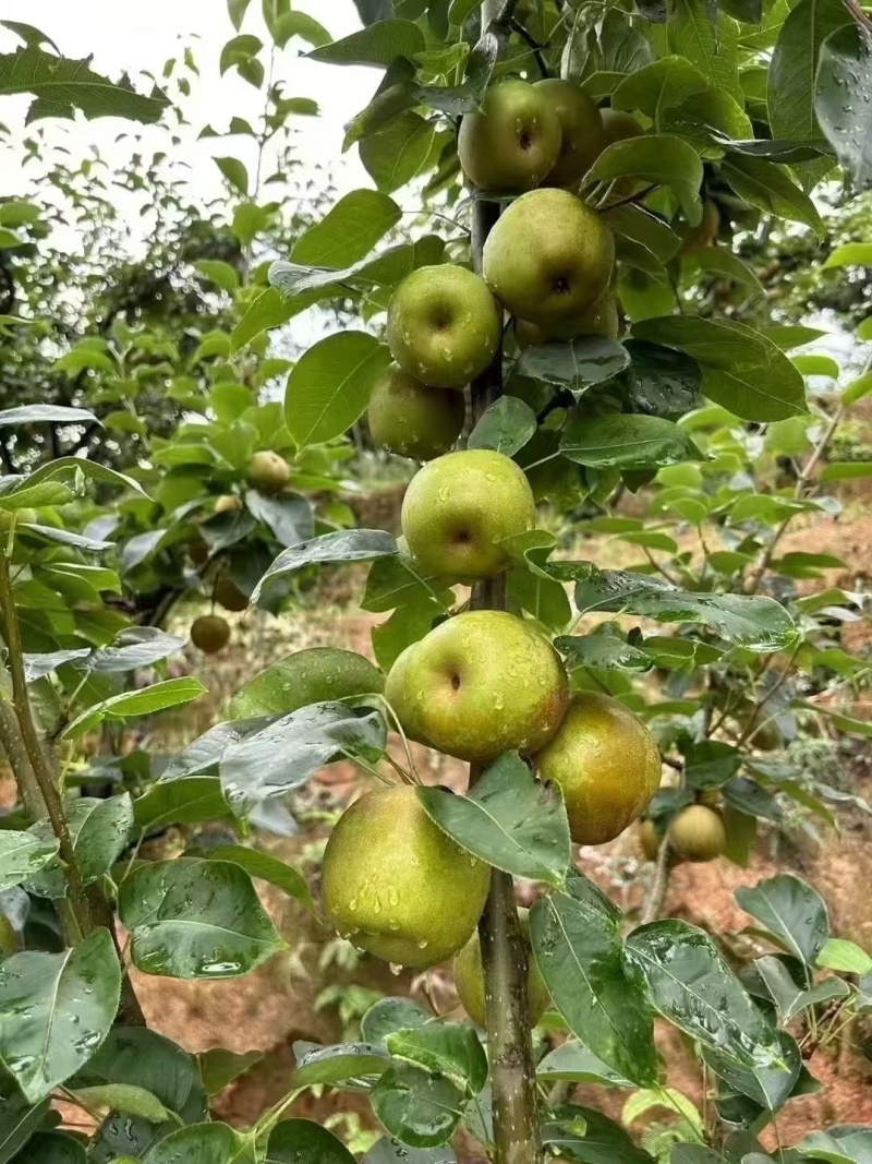 建宁翠冠梨