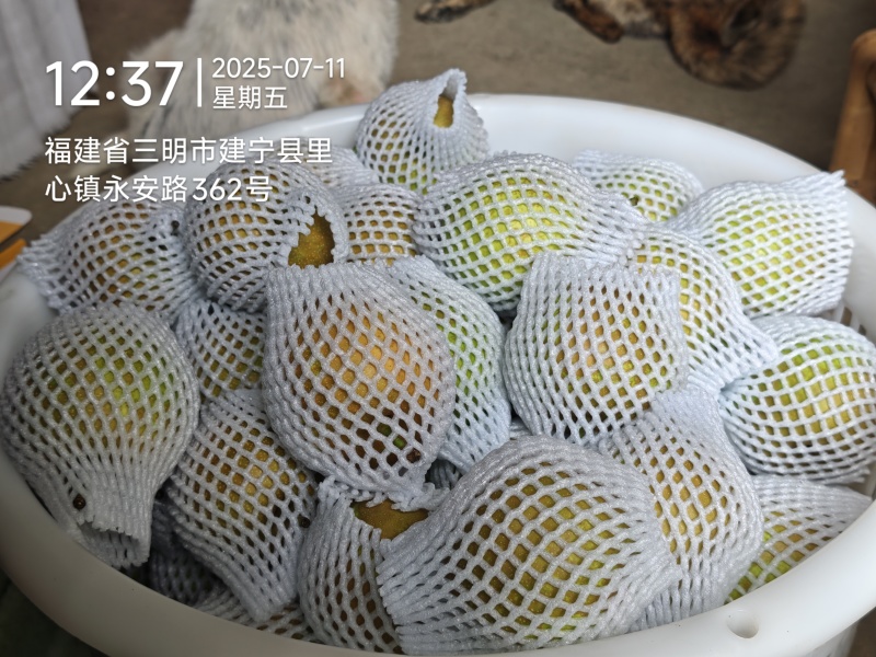 建宁翠冠梨