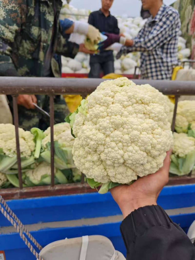 花菜