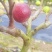 波姬红无花果