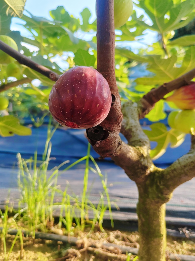 波姬红无花果