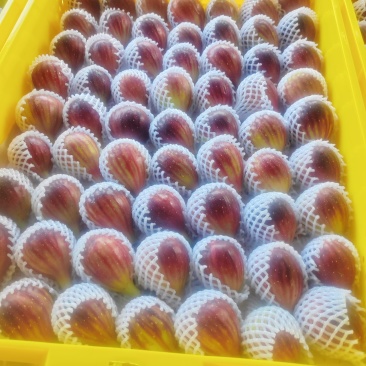 波姬红无花果
