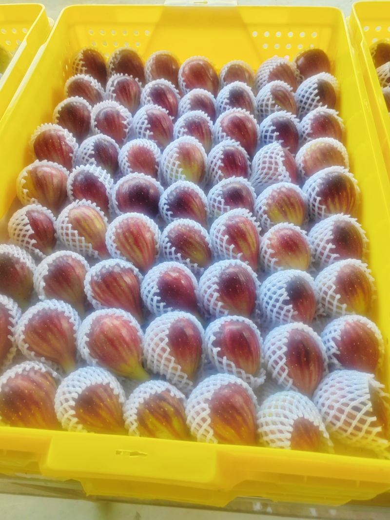 波姬红无花果