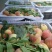 贵州苹果桃