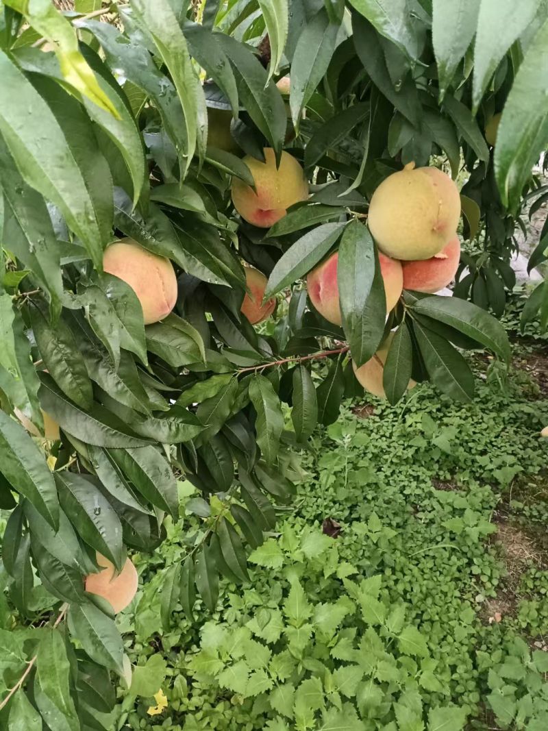 贵州苹果桃