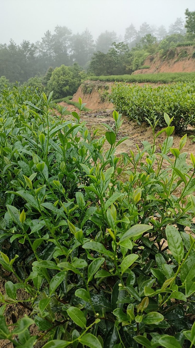 高山茶叶