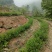 高山茶叶