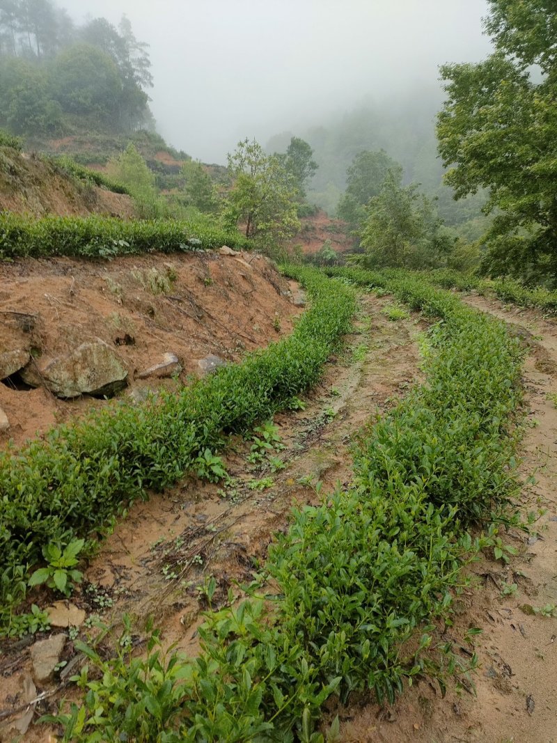 高山茶叶