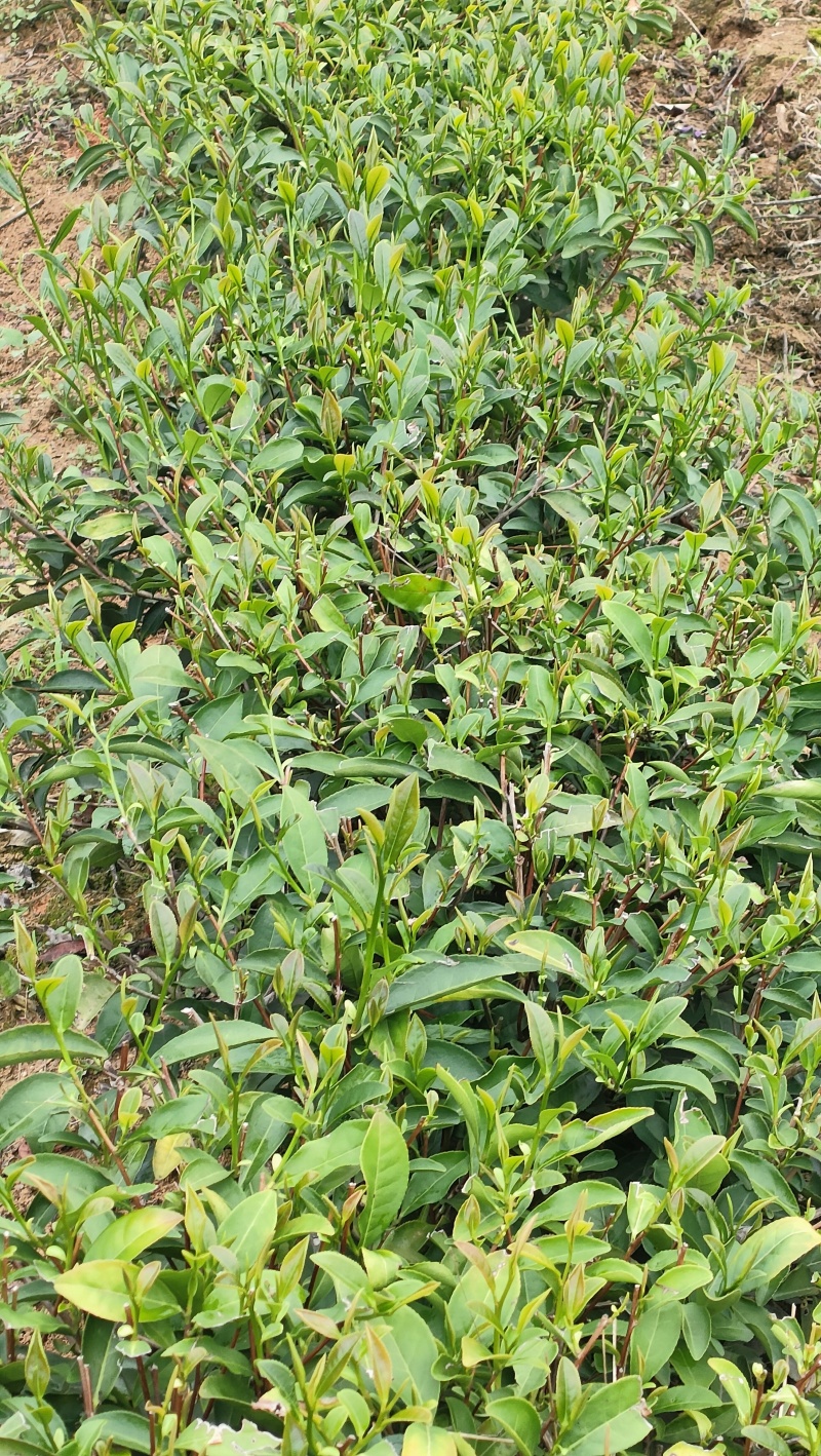 高山茶叶