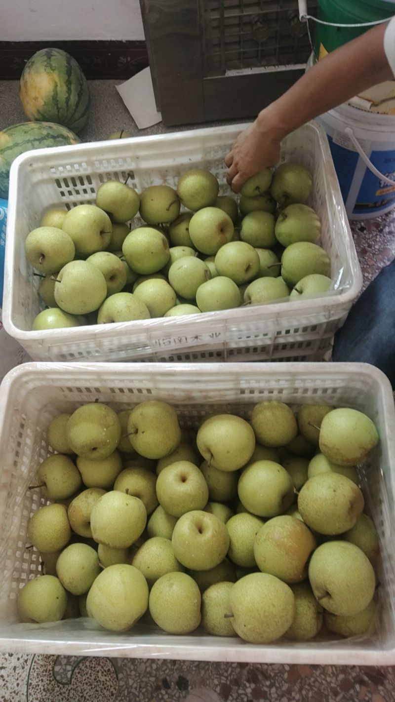 寻乌夏蜜梨
