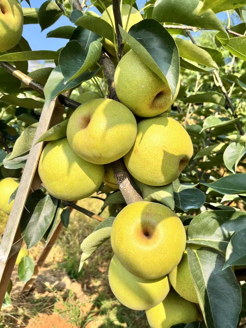 寻乌夏蜜梨