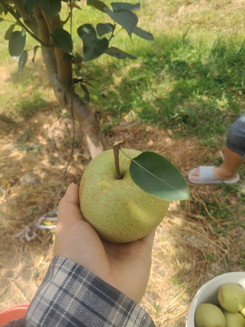 寻乌夏蜜梨