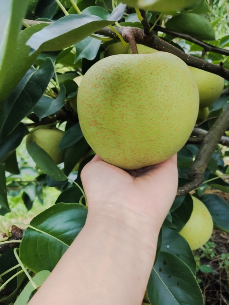 寻乌夏蜜梨