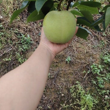 寻乌夏蜜梨