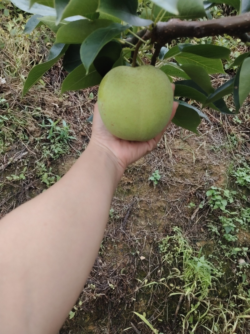 寻乌夏蜜梨