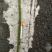 缸豆