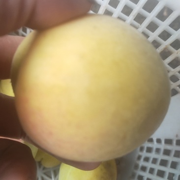 黄桃一个重34两
