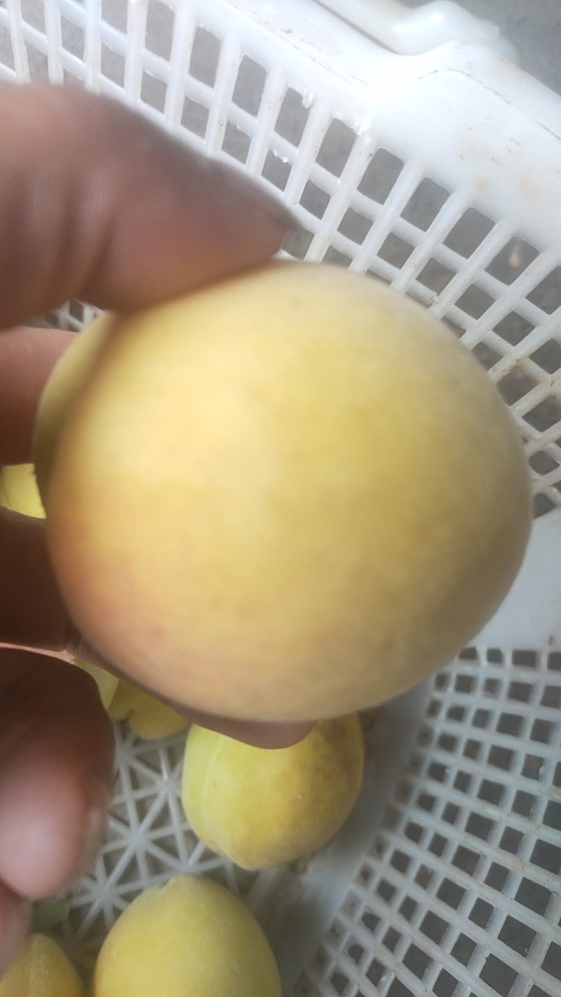 黄桃一个重34两