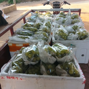 阳光玫瑰
